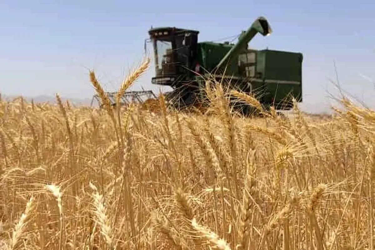 خرید گندم در بوشهر کاهشی شد