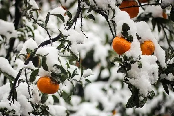 گربه پالاس چیست؛ ماجرای مرگ آن در خراسان شمالی